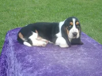 Thurman, a male Basset Hound for sale in Kansas City, MO – 5 of 8