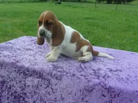 Dixie, a female Basset Hound for sale in Kansas City, MO – 5 of 6