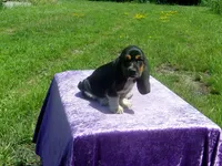Cisco, a male Basset Hound for sale in Kansas City, MO – 10 of 10