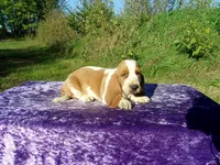 Abner, a male Basset Hound for sale in Kansas City, MO – 2 of 3