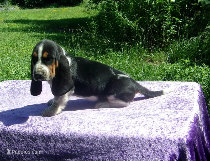 Hazel – Basset Hound puppy for sale in Kansas City, MO