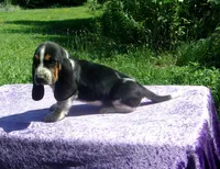 Hazel, a female Basset Hound for sale in Kansas City, MO – 1 of 9