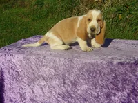 Bentley, a male Basset Hound for sale in Kansas City, MO – 3 of 8