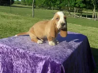 Shilo, a male Basset Hound for sale in Kansas City, MO – 3 of 8