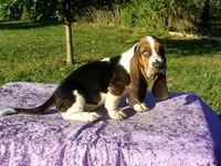 Wally, a male Basset Hound for sale in Kansas City, MO – Photo 1 of 7