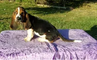 Wally, a male Basset Hound for sale in Kansas City, MO – Photo 5 of 7