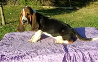 Wally, a male Basset Hound for sale in Kansas City, MO – Photo 3 of 7