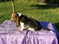 Wally, a male Basset Hound for sale in Kansas City, MO – Photo 7 of 7