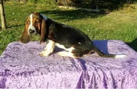 Wally, a male Basset Hound for sale in Kansas City, MO – Photo 4 of 7