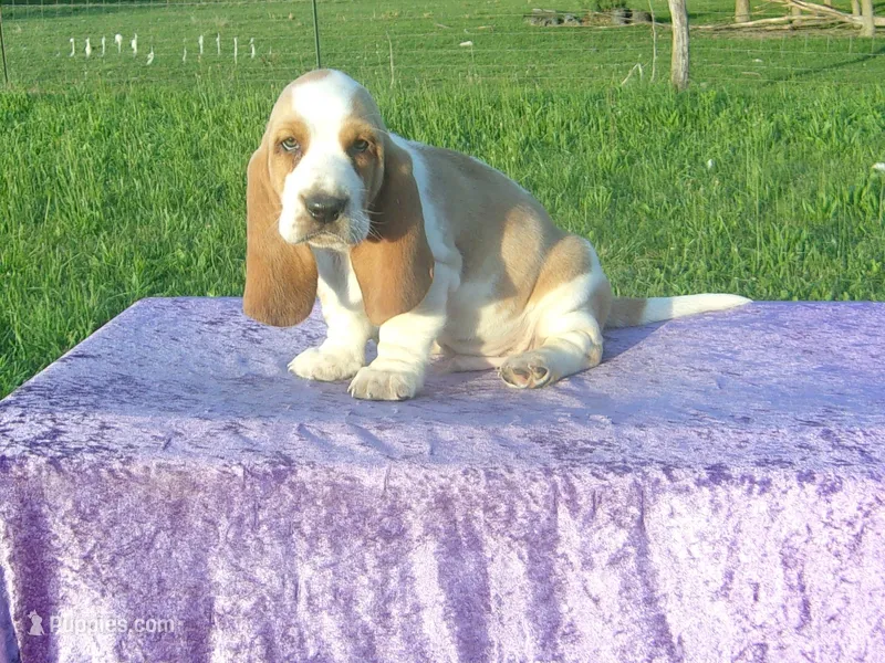 Sampson – Basset Hound puppy for sale in Kansas City, MO