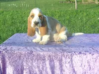 Sampson, a male Basset Hound for sale in Kansas City, MO – 1 of 6