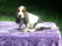 Rosie, a female Basset Hound for sale in Kansas City, MO – 7 of 8