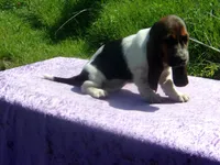 Chloe, a female Basset Hound for sale in Kansas City, MO – 6 of 8