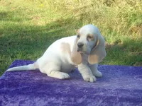 Sunny, a female Basset Hound for sale in Kansas City, MO – 9 of 9