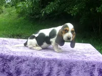 Hampton, a male Basset Hound for sale in Kansas City, MO – 4 of 6