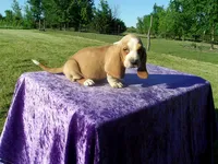 Truman, a male Basset Hound for sale in Kansas City, MO – 1 of 7