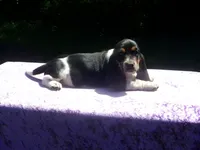 Jezzabelle, a female Basset Hound for sale in Kansas City, MO – 4 of 9