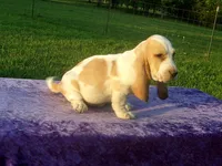 Jasmine, a female Basset Hound for sale in Kansas City, MO – 2 of 5