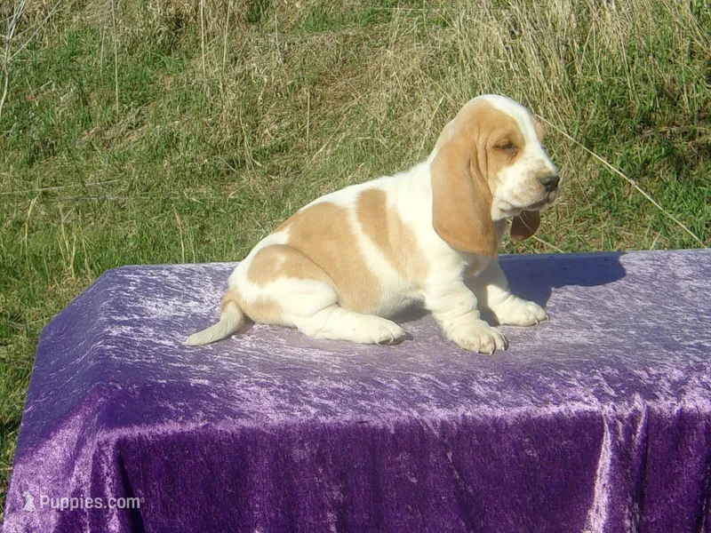 Mia – Basset Hound puppy for sale in Kansas City, MO