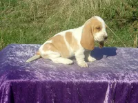 Mia, a female Basset Hound for sale in Kansas City, MO – Photo 8 of 9