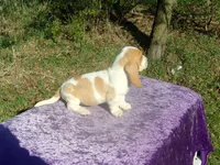 Mia, a female Basset Hound for sale in Kansas City, MO – Photo 4 of 9