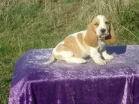 Mia, a female Basset Hound for sale in Kansas City, MO – Photo 2 of 9