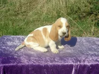 Mia, a female Basset Hound for sale in Kansas City, MO – Photo 5 of 9