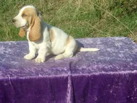 Mia, a female Basset Hound for sale in Kansas City, MO – Photo 6 of 9