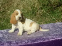 Mia, a female Basset Hound for sale in Kansas City, MO – Photo 3 of 9