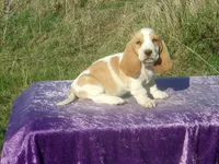 Mia, a female Basset Hound for sale in Kansas City, MO – Photo 9 of 9
