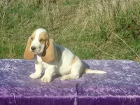 Mia, a female Basset Hound for sale in Kansas City, MO – Photo 7 of 9