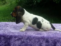 Hazel, a female Basset Hound for sale in Kansas City, MO – 10 of 10