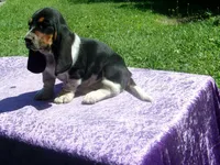 Jezzabelle, a female Basset Hound for sale in Kansas City, MO – 7 of 9