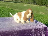 Elsie, a female Basset Hound for sale in Kansas City, MO – Photo 3 of 8
