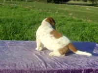 Elsie, a female Basset Hound for sale in Kansas City, MO – Photo 7 of 8