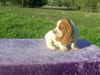 Elsie, a female Basset Hound for sale in Kansas City, MO – Photo 4 of 8