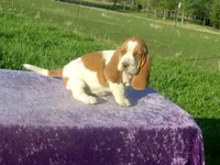 Elsie, a female Basset Hound for sale in Kansas City, MO – Photo 1 of 8