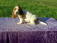 Elsie, a female Basset Hound for sale in Kansas City, MO – Photo 8 of 8