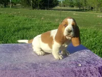 Elsie, a female Basset Hound for sale in Kansas City, MO – Photo 5 of 8