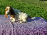 Elsie, a female Basset Hound for sale in Kansas City, MO – Photo 6 of 8
