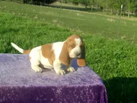 Elsie, a female Basset Hound for sale in Kansas City, MO – Photo 2 of 8