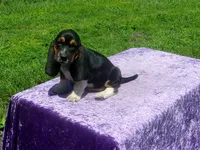 Cisco, a male Basset Hound for sale in Kansas City, MO – 9 of 10