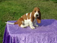 Bella, a female Basset Hound for sale in Kansas City, MO – Photo 3 of 7