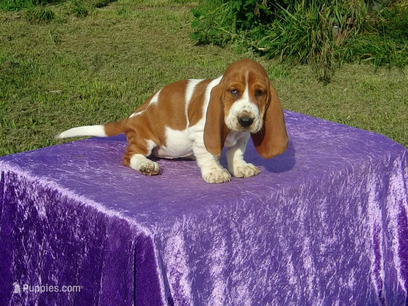 Bella, a female Basset Hound for sale in Kansas City, MO – Photo 1 of 7