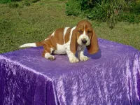 Bella, a female Basset Hound for sale in Kansas City, MO – Photo 1 of 7
