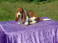 Bella, a female Basset Hound for sale in Kansas City, MO – Photo 2 of 7