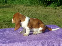 Bella, a female Basset Hound for sale in Kansas City, MO – Photo 4 of 7