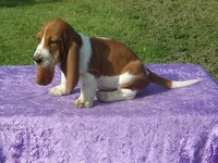 Bella, a female Basset Hound for sale in Kansas City, MO – Photo 7 of 7