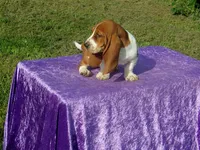 Bella, a female Basset Hound for sale in Kansas City, MO – Photo 5 of 7