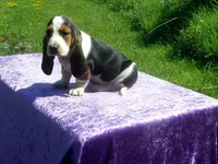 Bella, a female Basset Hound for sale in Kansas City, MO – 9 of 9